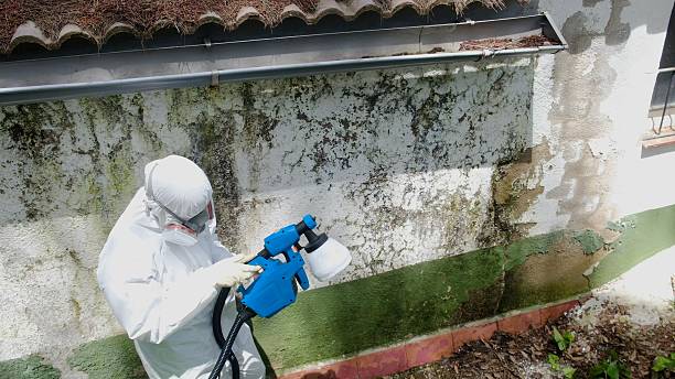 Top rated local Mold Remediation specialists in Preston, TX